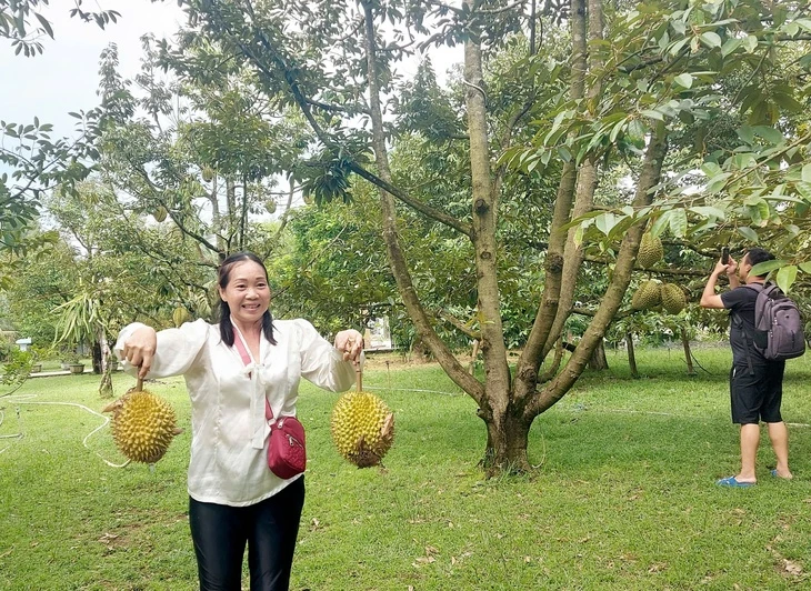 Du khách mê trải nghiệm du lịch gắn liền với vườn cây ăn trái ở Phú Quốc