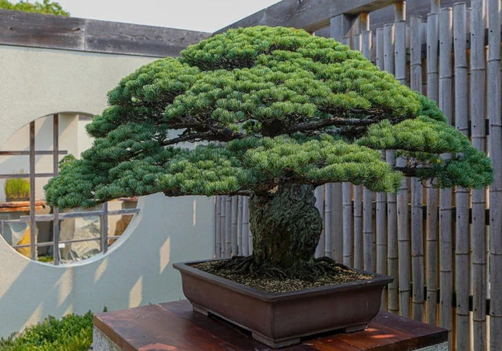 Cây bonsai 400 tuổi sống sót sau bom nguyên tử ở Hiroshima là có thật