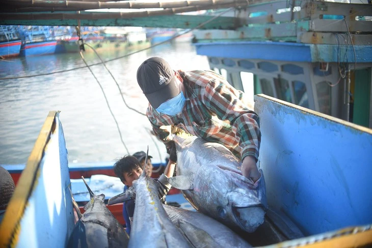 Cá ngừ Việt Nam sang Anh tăng trưởng 'bậc thang'