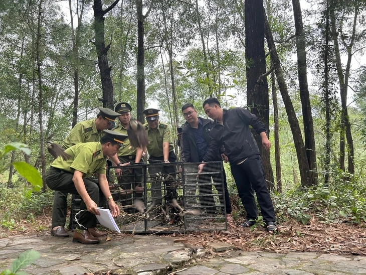 Huế không cấp phép hội thi chim chào mào vì lo tận diệt chim trời