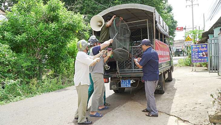 Sợ chó thả rông từ khu dân cư đến thành phố du lịch