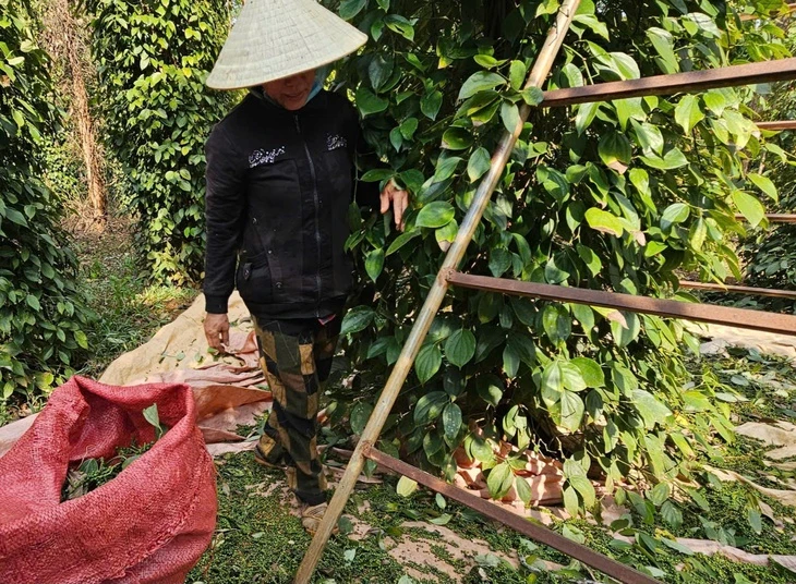 Vì sao giá hồ tiêu vẫn chưa bật tăng mạnh như kỳ vọng?