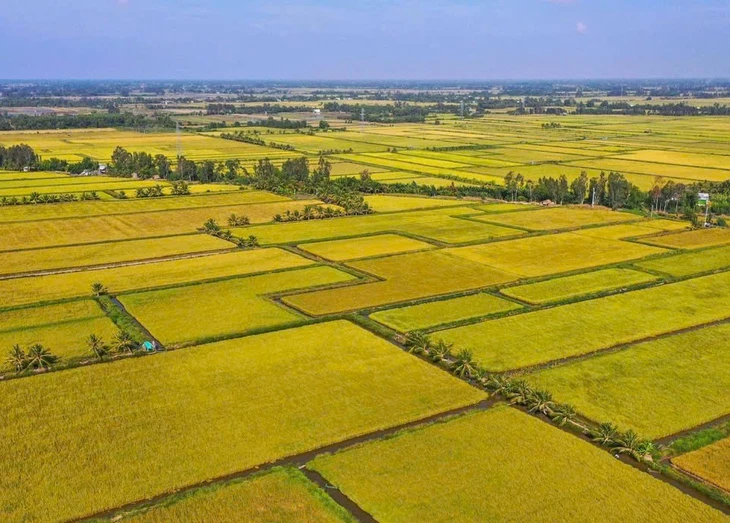 Giá gạo Việt Nam tăng mạnh khi Philippines cấm nhập khẩu gạo từ ngày 1-9, vì sao?