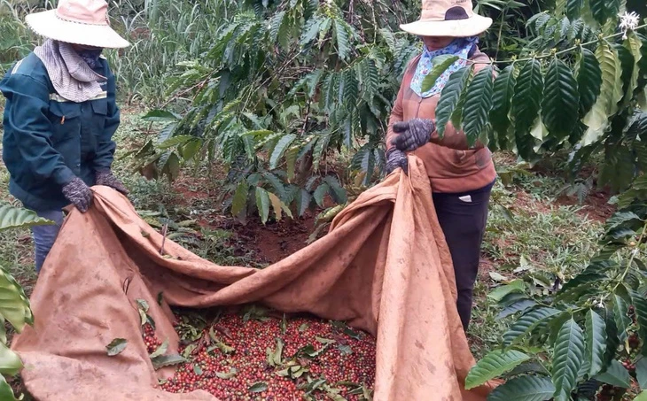 Giá cà phê giảm thêm, nhưng vẫn tốt hơn cùng kỳ năm trước