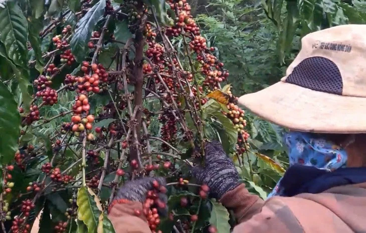 Giá cà phê tăng lại sau khi Mỹ hoãn áp thuế đối ứng, kỳ vọng đạt lại mức đỉnh