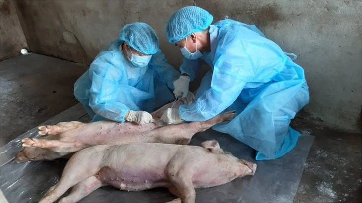 Tây Ninh yêu cầu không để việc sắp xếp bộ máy ảnh hưởng ngăn chặn dịch tả heo Châu Phi