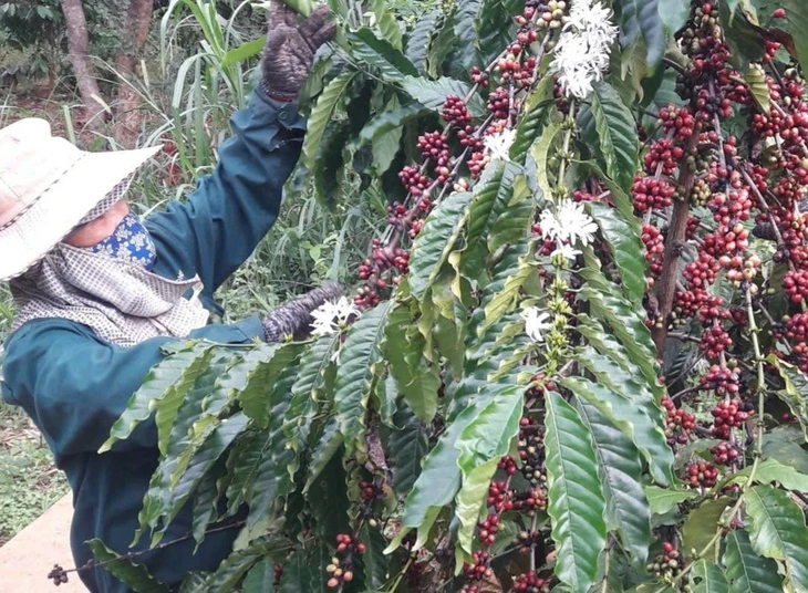 Giá cà phê bật tăng trở lại sau nhiều phiên giảm