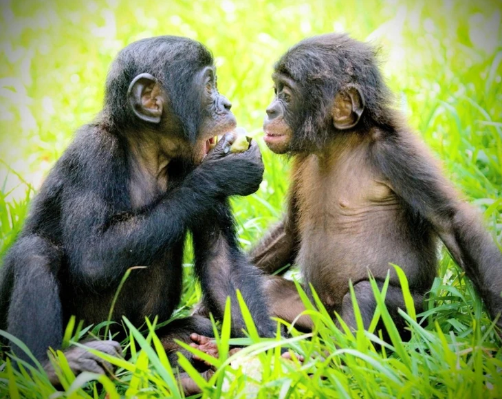 Tinh tinh cũng có 'hội bạn thân' như người