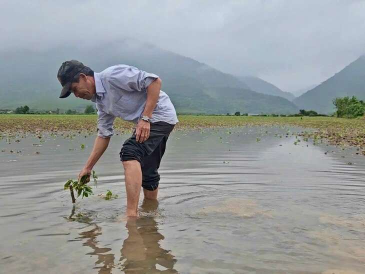 Mưa lụt giữa mùa xuân: Nông dân Phú Yên nỗ lực khắc phục hậu quả