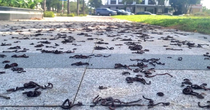 Hiện tượng lạ hàng ngàn con giun đất bò lên vỉa hè rồi chết la liệt ở Quảng Ngãi