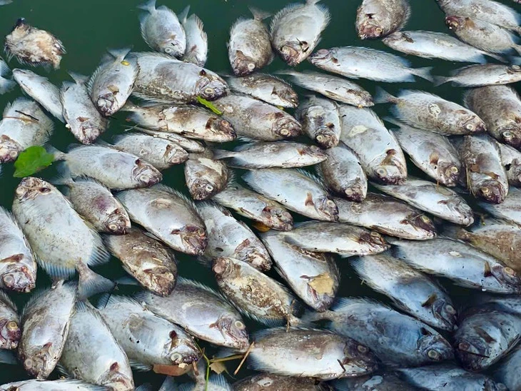 Dân nuôi hải sản gạt nước mắt nhìn cá chết trắng mặt đầm sau bão số 13
