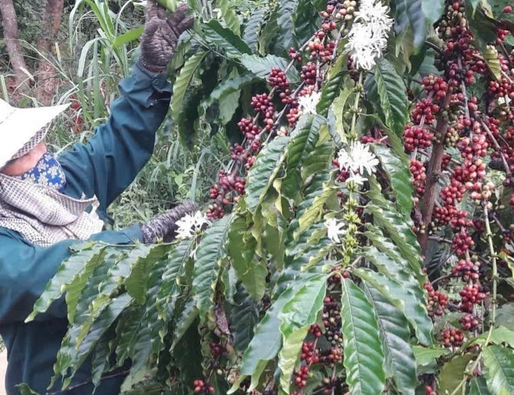 Xuất khẩu cà phê đạt kỷ lục nhưng năm tới liệu có còn 'ngon ăn'?