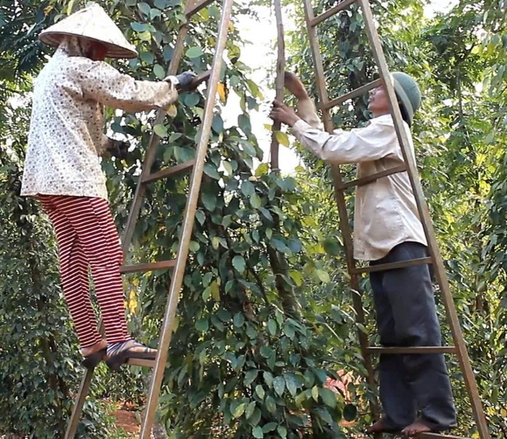 Doanh nghiệp xuất khẩu hồ tiêu lại gặp khó vì giấy chứng nhận