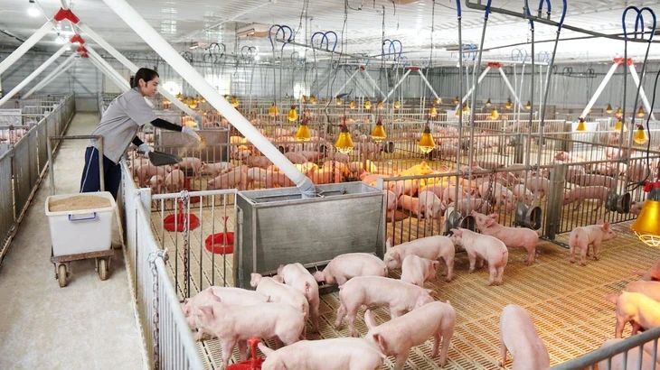 Lợi nhuận ngành thịt heo đổ về 'ông lớn', hộ nhỏ lẻ ngày càng lép vế