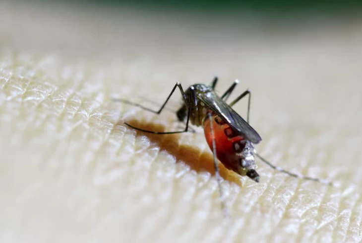 Trung Quốc tung 'đội quân muỗi vô sinh' giữa tâm dịch Chikungunya