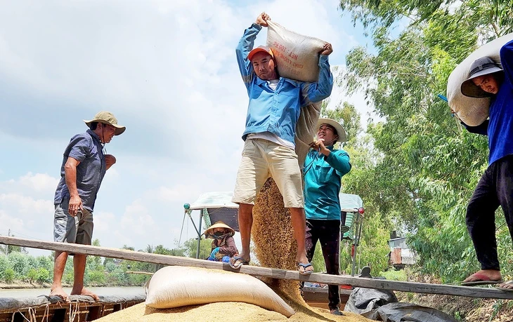 Giá vật tư tăng, nông dân ĐBSCL lo lắng bước vào vụ hè thu
