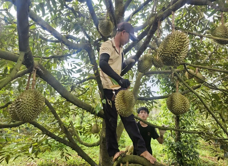 Giá sầu riêng tăng nhẹ sau thông tin tích cực từ thị trường Trung Quốc