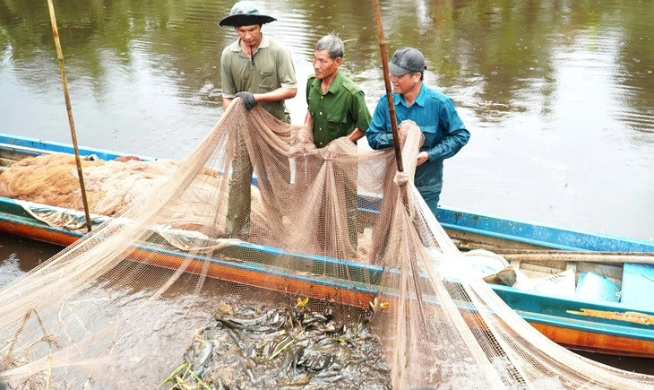 Xuyệt điện tận diệt hết thời ở Cà Mau