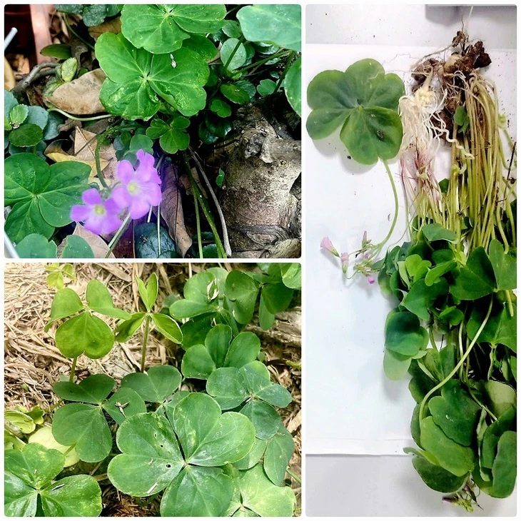 Bị ngộ độc chưa từng thấy trong y văn thế giới sau khi uống nước cây me đất để thanh nhiệt, giải độc