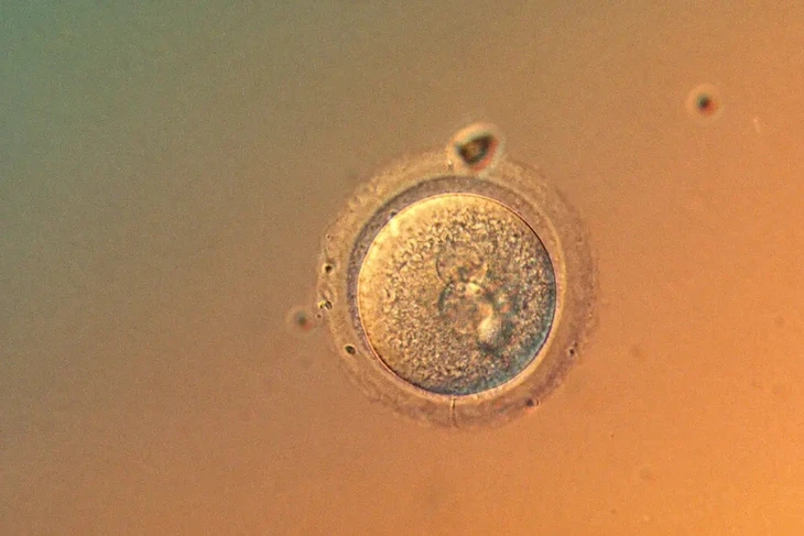 Lần đầu chỉnh sửa chính xác gene trong phôi người, mở ra cơ hội và tranh cãi mới