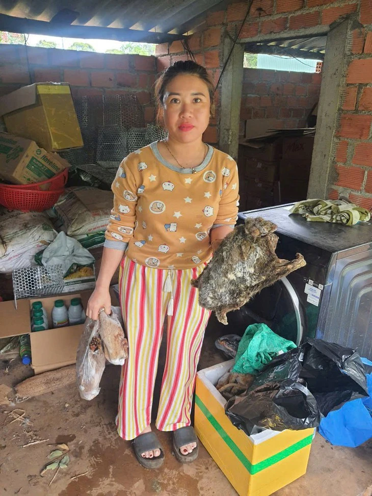 Khởi tố người phụ nữ cất giấu rắn hổ chúa và chồn bay