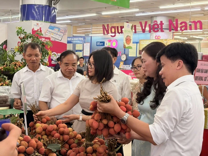 300 tấn vải đặc sản Thanh Hà phủ sóng siêu thị toàn quốc qua hệ thống Saigon Co.op