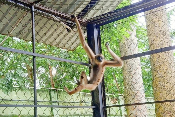 Hai người dân ở Củ Chi liên tiếp chuyển giao vượn má vàng quý hiếm