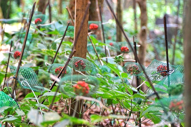 Mùa thu hoạch hạt sâm Ngọc Linh