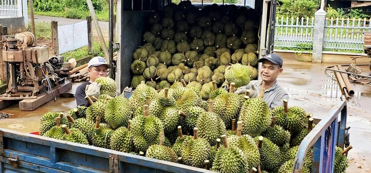 Tại sao người Việt chi hơn 9 triệu USD mua sầu riêng ngoại?