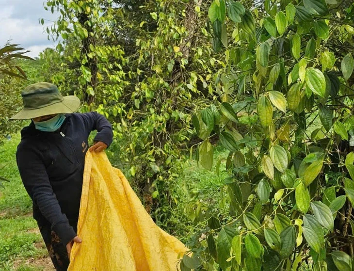 Giá hồ tiêu tăng, doanh nghiệp kỳ vọng thị trường tốt hơn vào cuối năm
