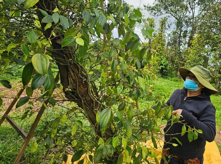 Giá tiêu xuất khẩu tăng mạnh, thị trường trong nước vẫn dè dặt