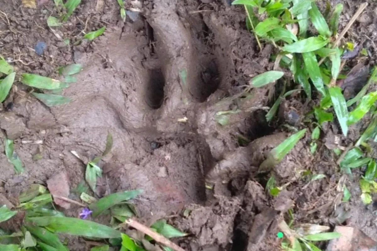 Harimau Sumatra Santap Kerbau Warga Palembayan