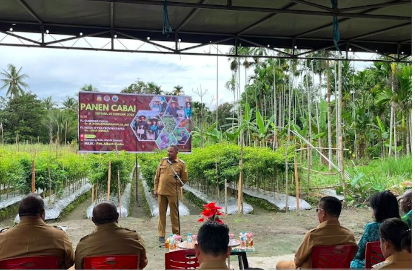 Pemkab Jayapura Berharap Warga Membudidayakan Cabai untuk Cegah Inflasi