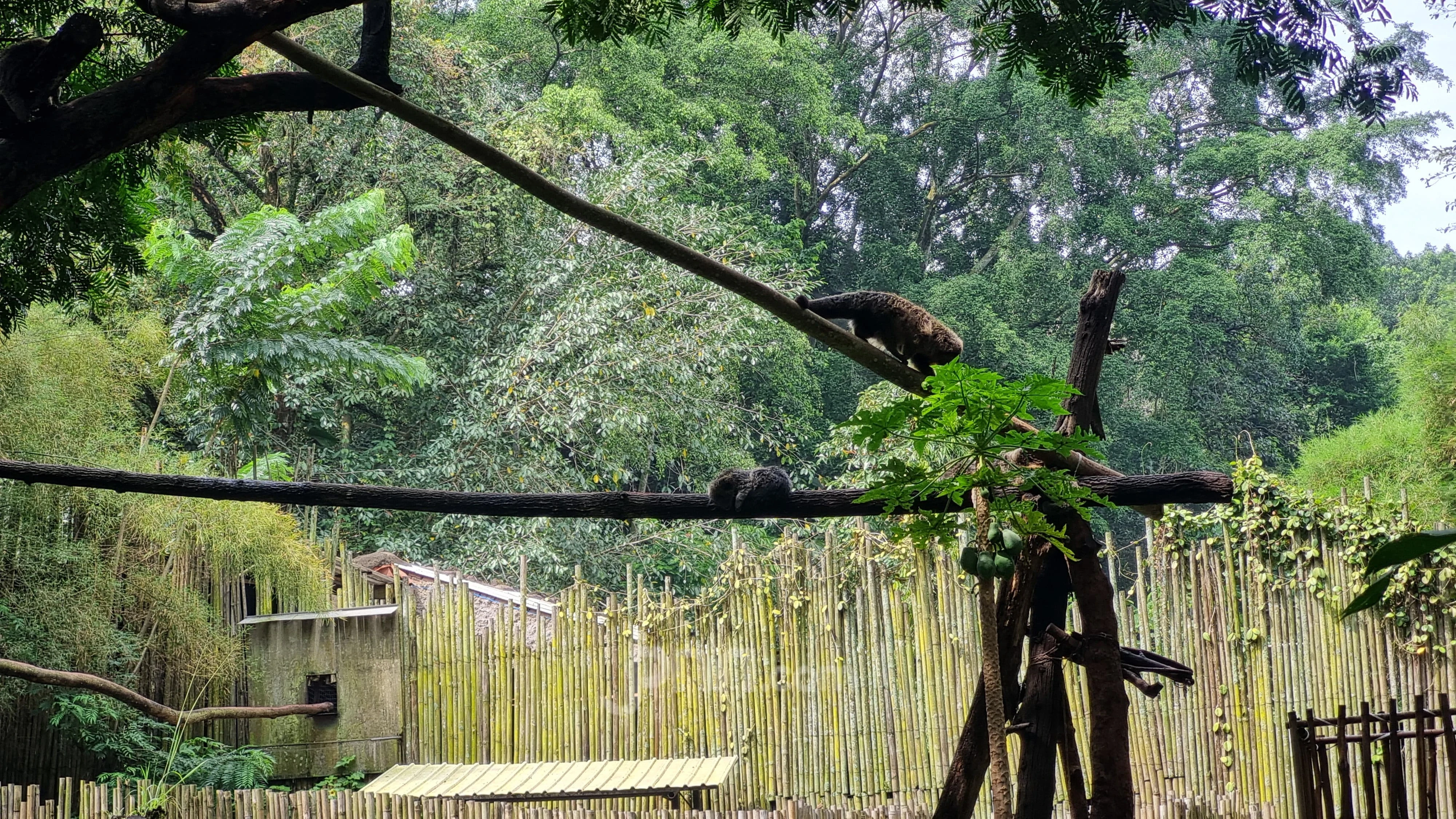 Imbas Konflik Internal Pengelola Banyak Satwa Bandung Zoo Mati