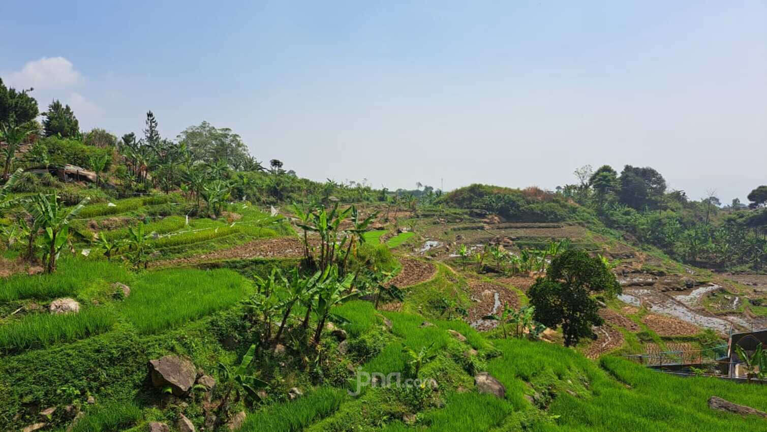 Gegara Diserang Hama Tikus, 250 Hektare Sawah di Karawang Gagal Panen