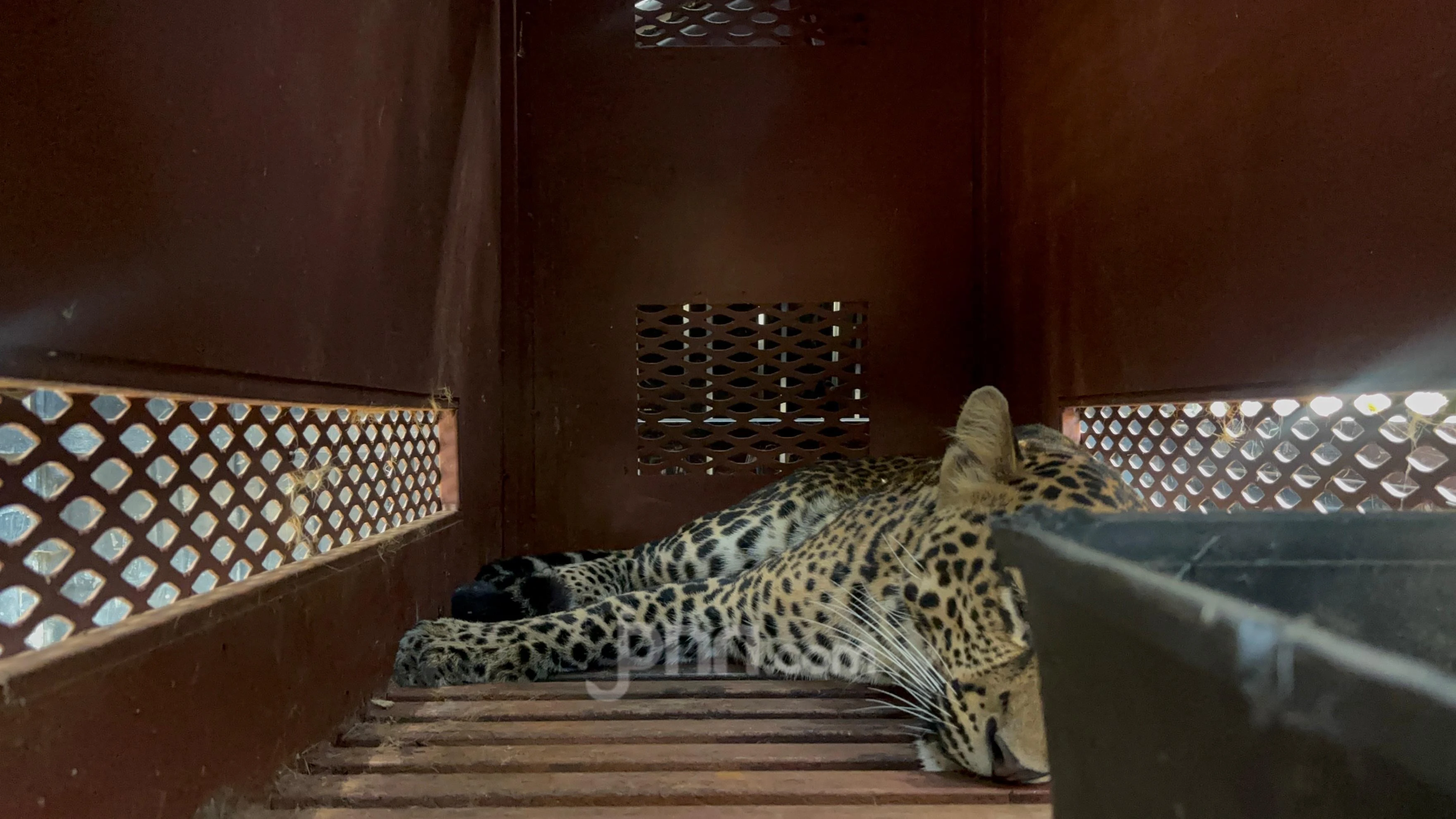 Macan Tutul Masuk Hotel di Bandung Siap Dilepasliarkan