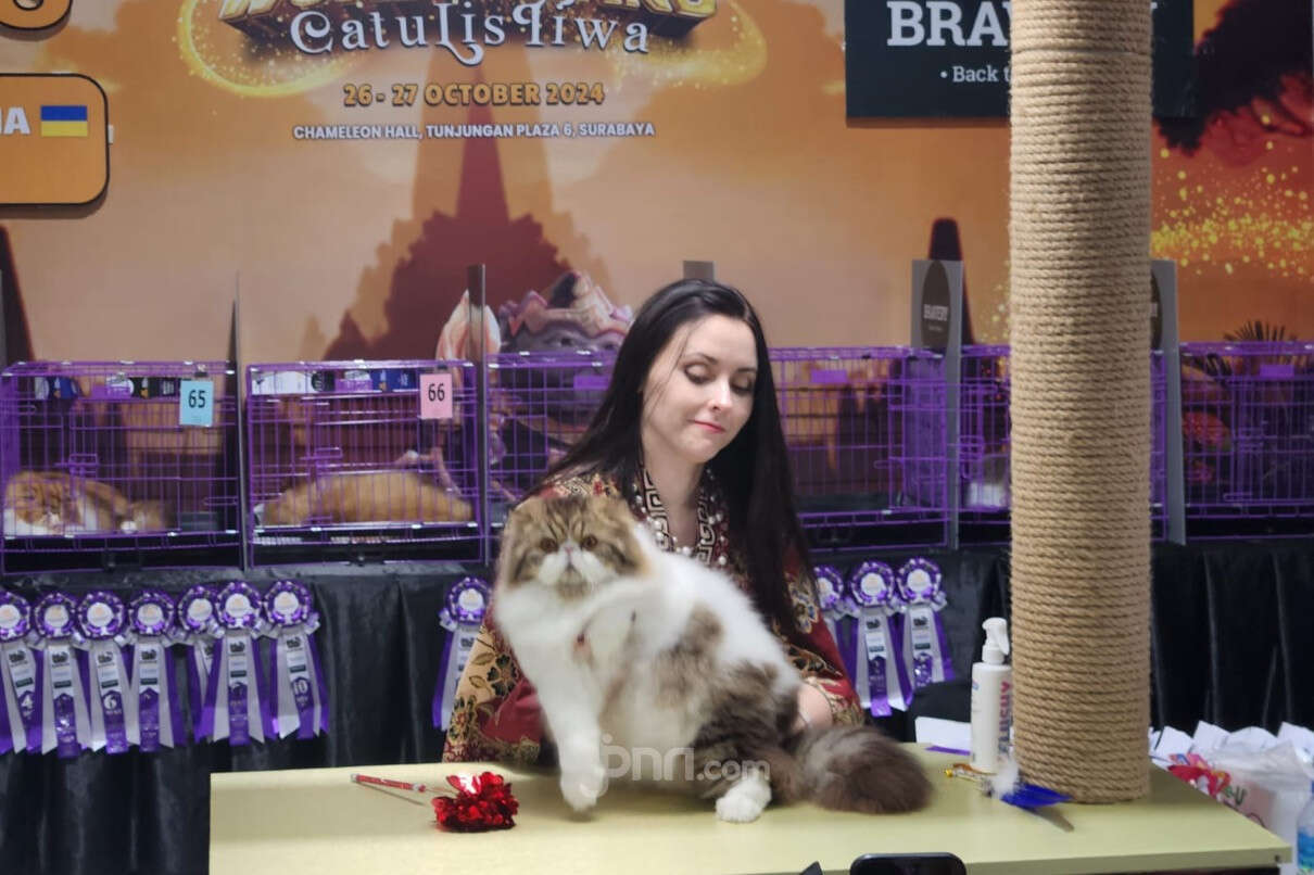 Ratusan Kucing Berbagai Ras Unjuk Gigi di CFA International Cat Show