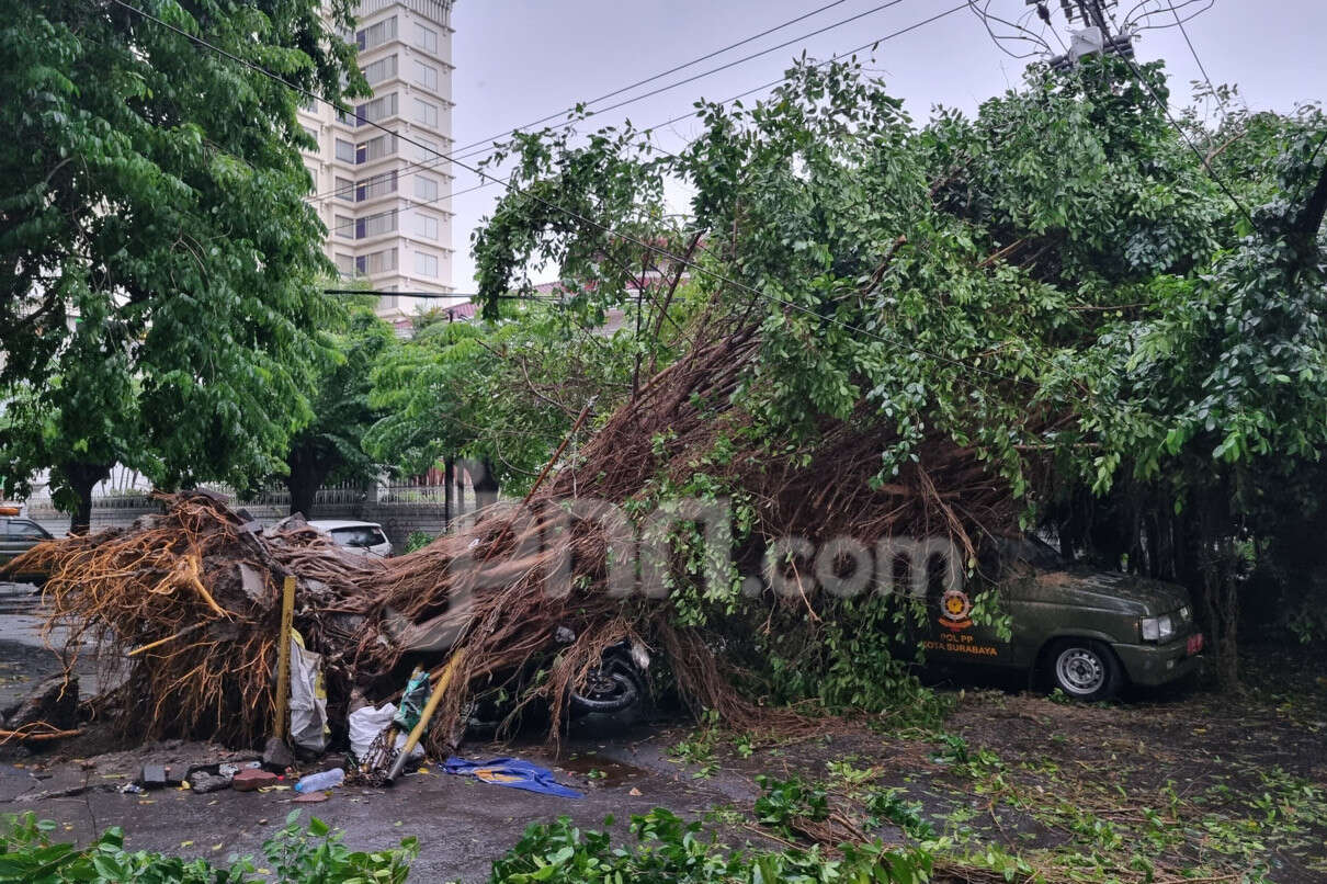 BPBD Catat 19 Pohon Tumbang di Surabaya, 1 di Antaranya Timpa Mobil Satpol PP