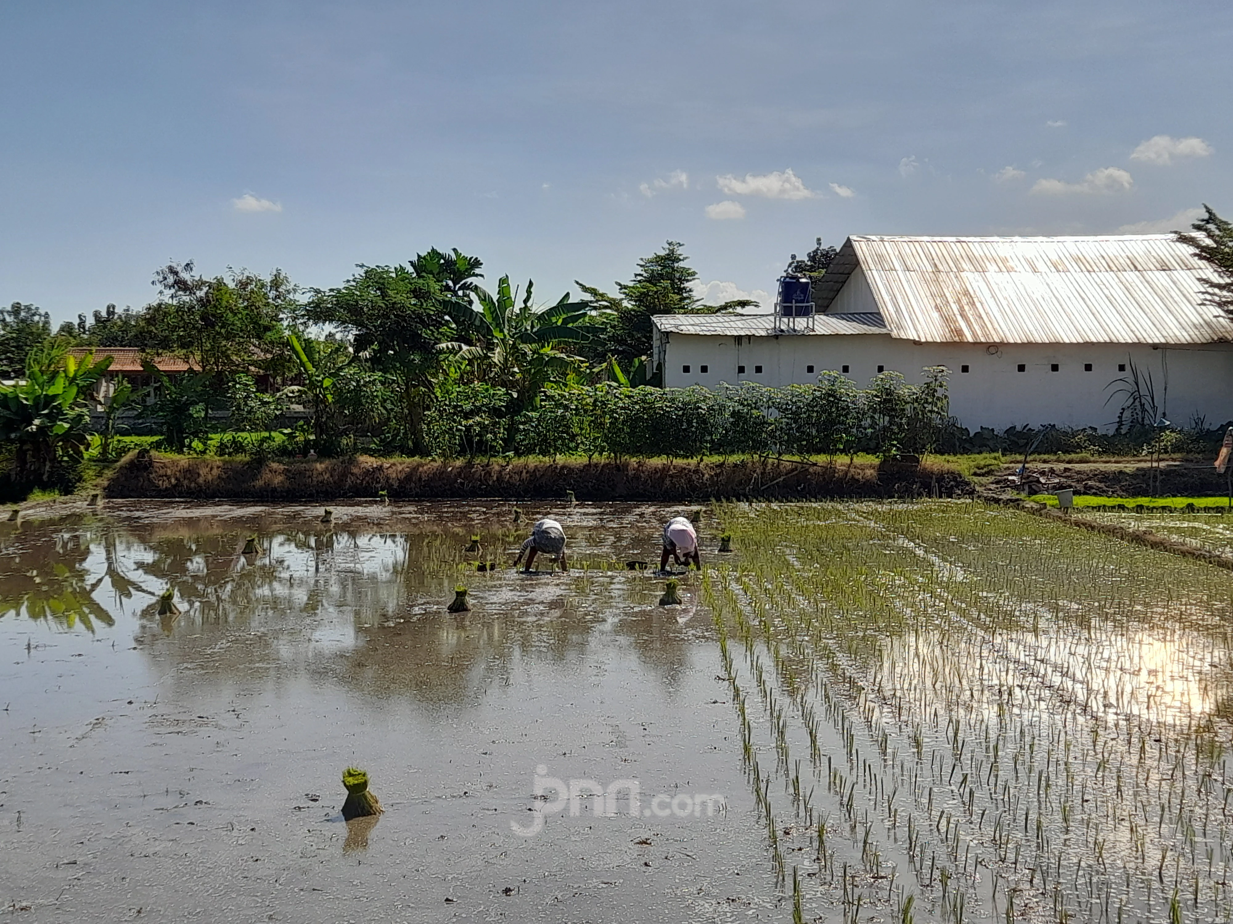 Jumlah Petani di Provinsi DIY Menurun, Ini Sebabnya