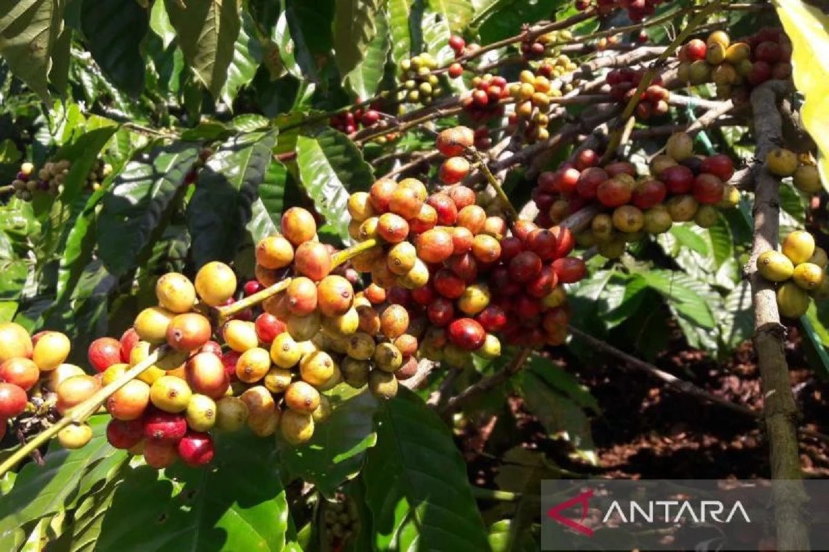 Harga Kopi Robusta Temanggung Turun, Pemkab: Petani Masih Untung