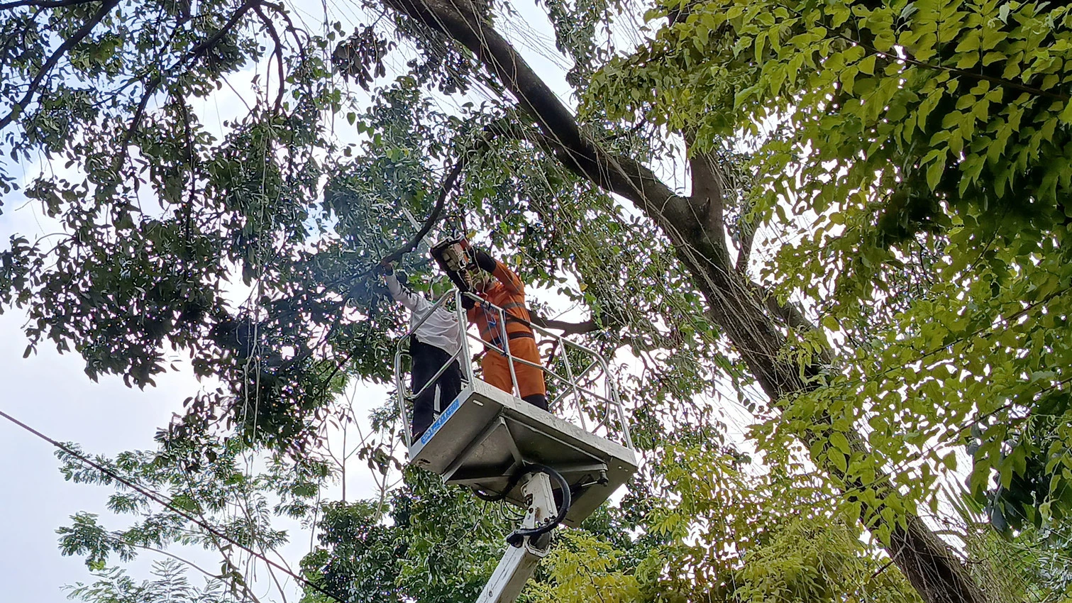 DLH dan Dishub Cianjur Pangkas Pohon Rawan Tumbang di Sepanjang Jalan Protokol