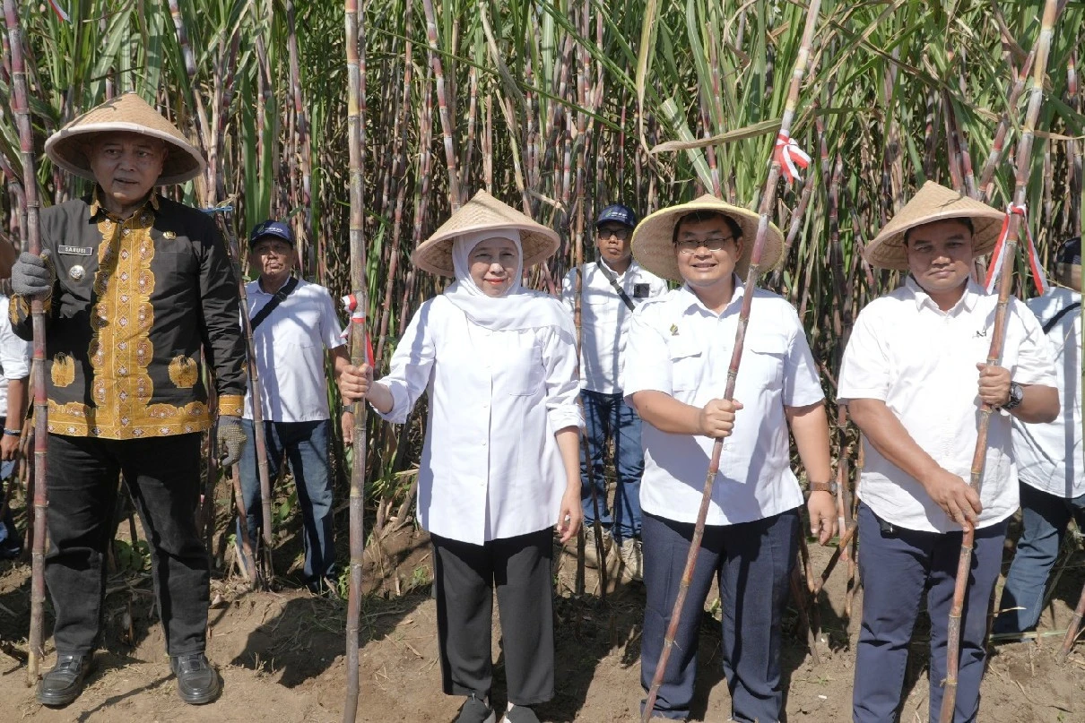 Khofifah dan PT SGN Perkuat Program Bongkar Ratoon, Kejar Swasembada Gula Nasional