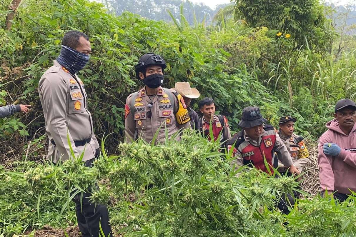 Temuan Ganja di Lereng Gunung Semeru Jadi 25 Ribu Batang