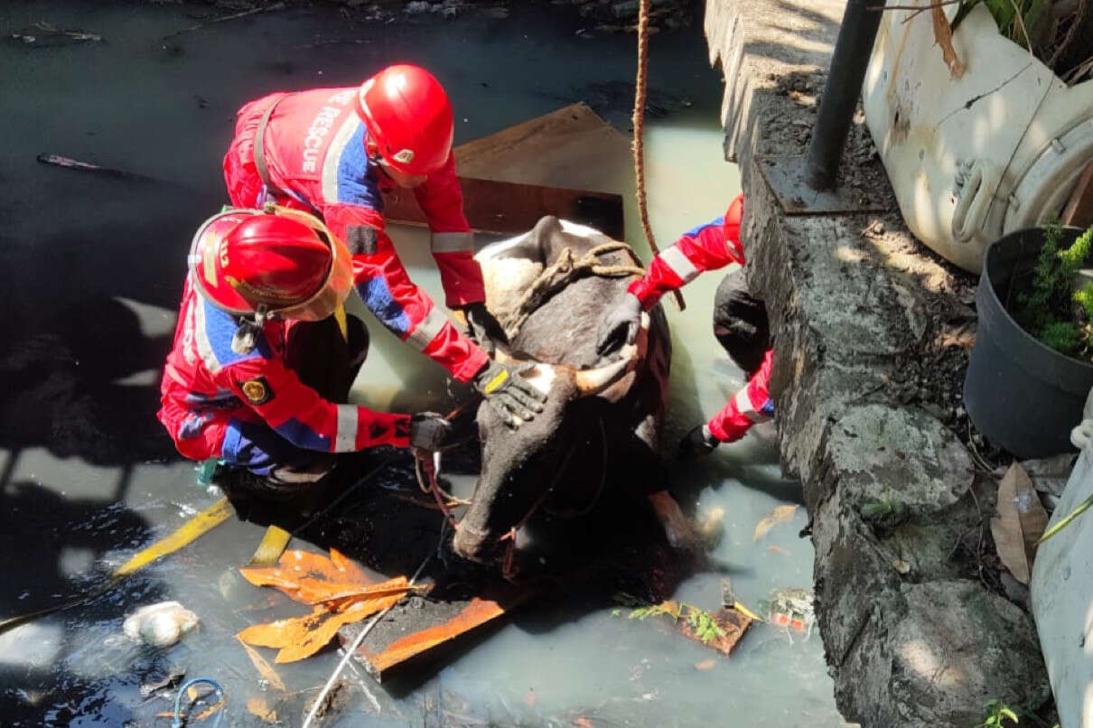 Kaget Suara Klakson Motor, Sapi Kurban Milik Warga Rungkut Tercebur Sungai