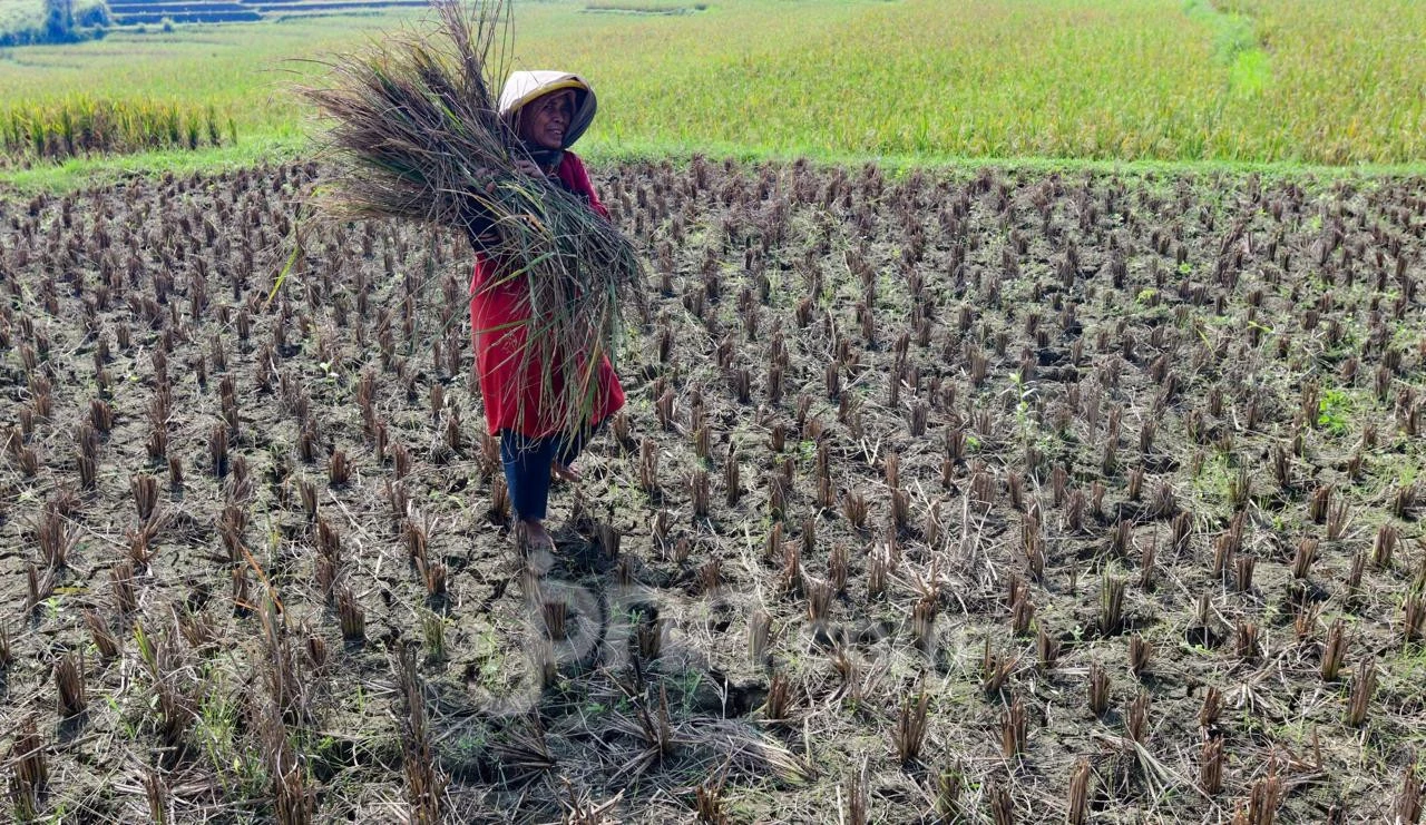 Ancaman Kekeringan Melanda Lahan Pertanian Semarang