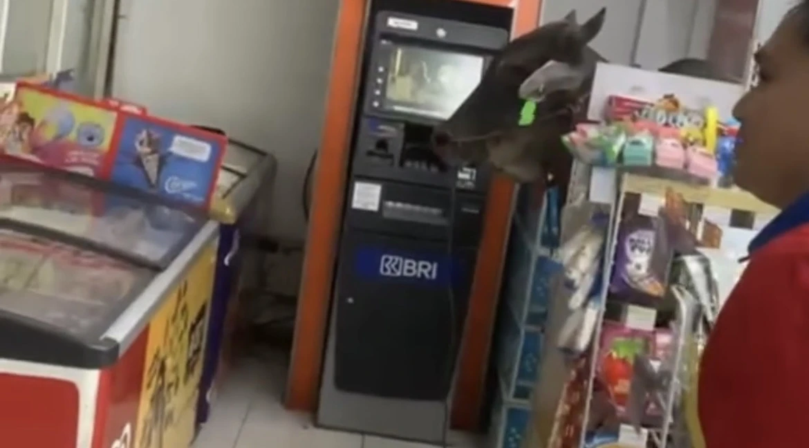 Seekor Sapi Lepas dan Masuk Minimarket di Kawasan Cimanggis Depok