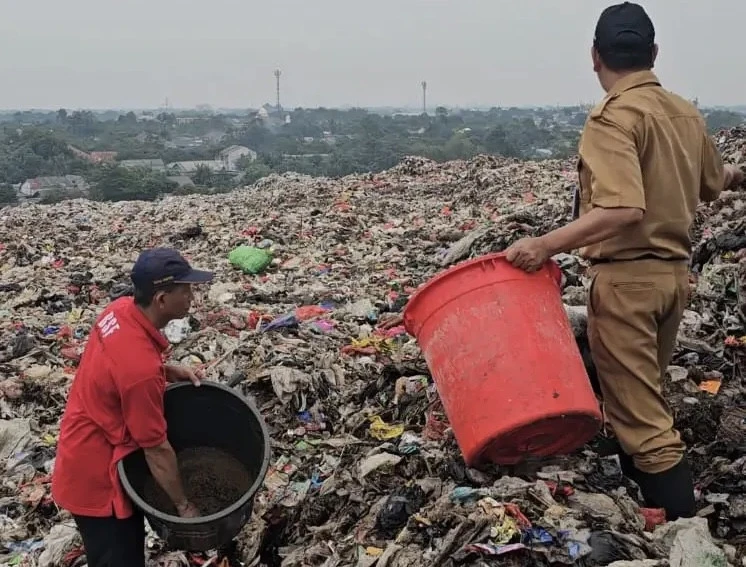 Uji Coba Kurangi Sampah Organik, DLHK Tebar Ribuan Maggot di TPA Cipayung Depok