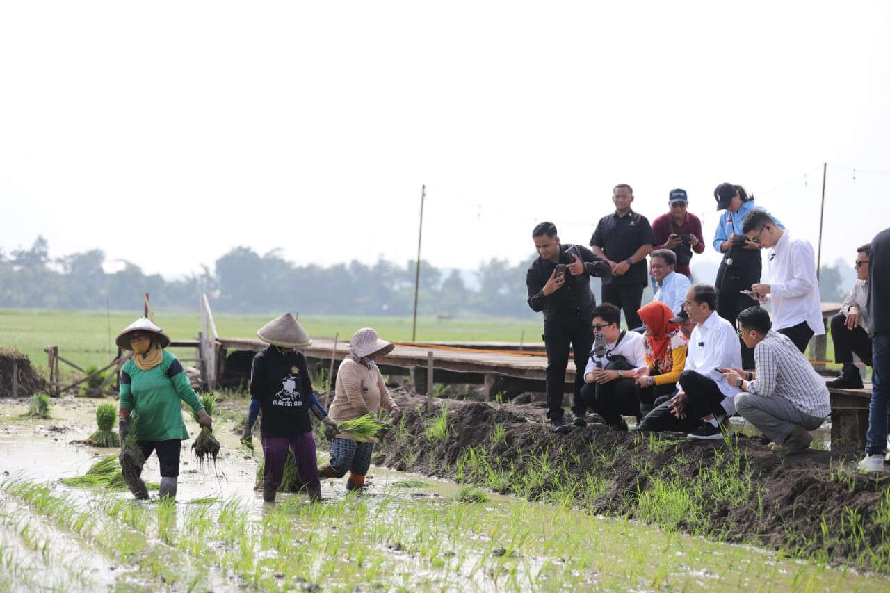 Padi Biosalin di Semarang, Diresmikan Mbak Ita, Lalu Dikunjungi Jokowi