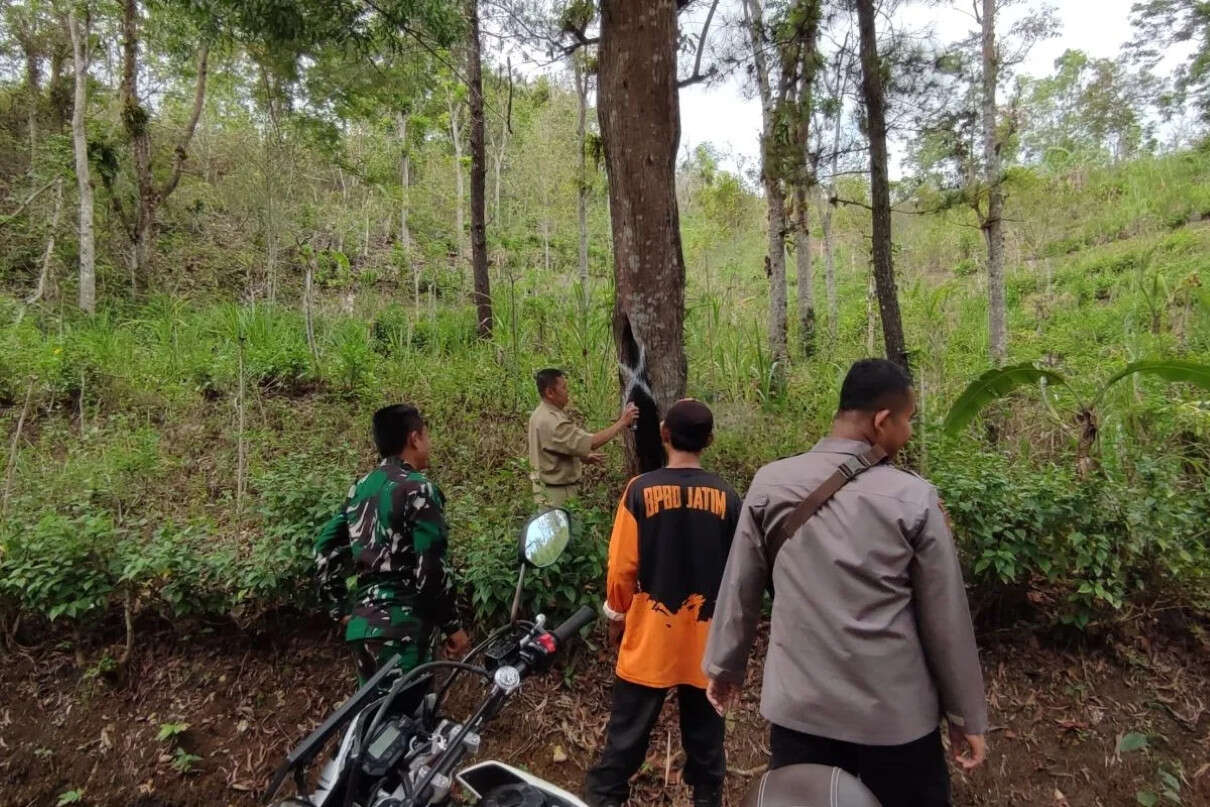 Pohon di Jalur Trenggalek-Pacitan Rapuh dan Rentan Tumbang, Harap Wapada