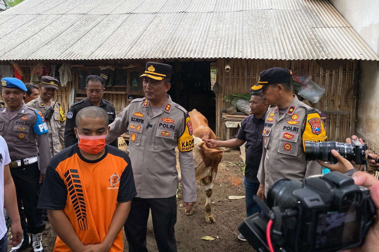 Polisi di Lumajang Tembak Pencuri Sapi Limosin Saat Kabur ke Kebun Tebu